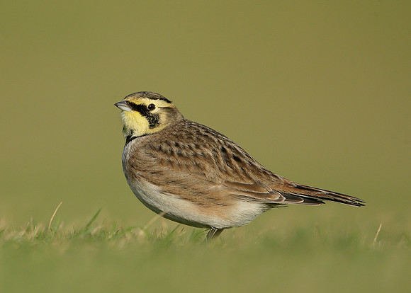 Shorelark Eremophila alpestris