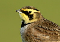 Shorelark Eremophila alpestris