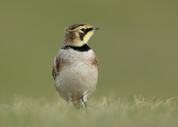 Shorelark Eremophila alpestris
