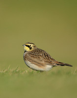 Shorelark Eremophila alpestris