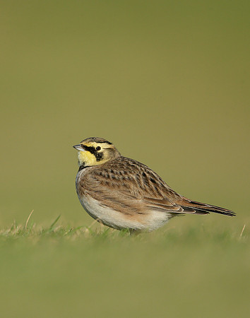 Shorelark Eremophila alpestris