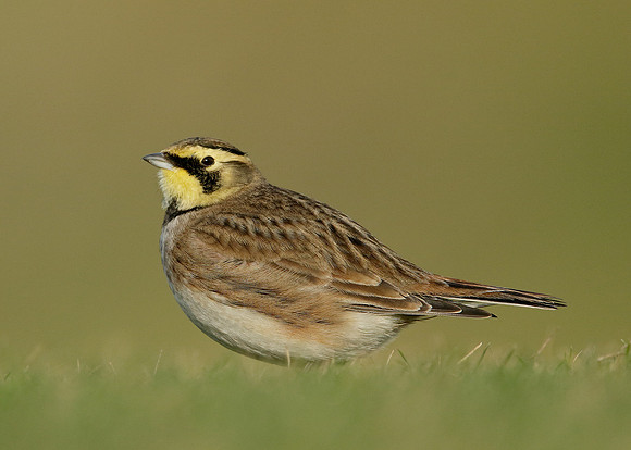 Shorelark Eremophila alpestris