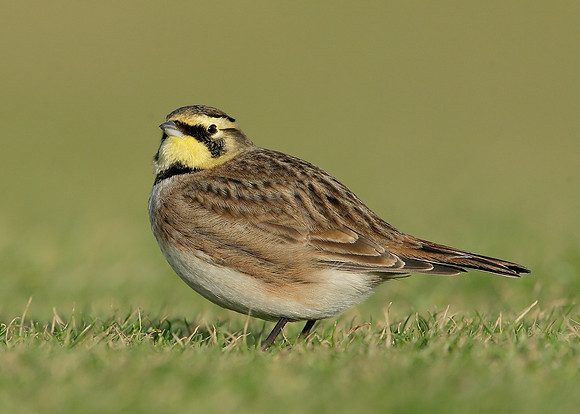 Shorelark Eremophila alpestris