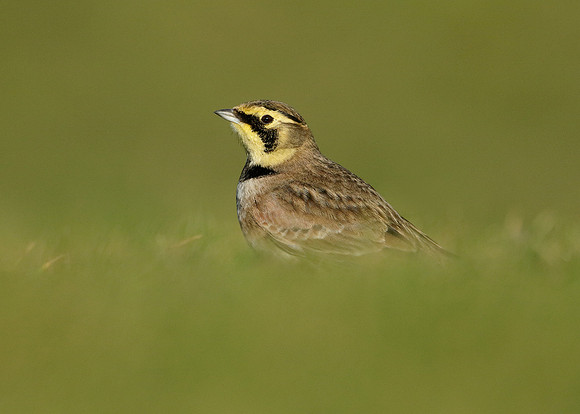 Shorelark Eremophila alpestris