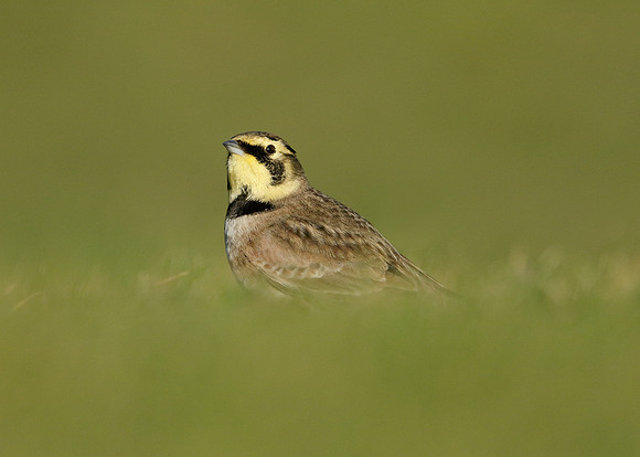 Shorelark Eremophila alpestris