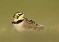 Shorelark Eremophila alpestris