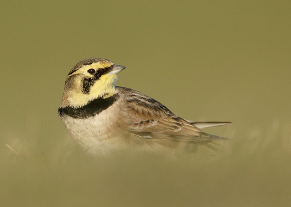 Shorelark Eremophila alpestris