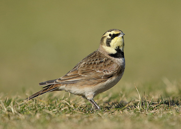 Shorelark Eremophila alpestris