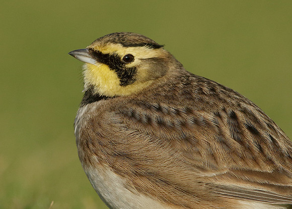 Shorelark Eremophila alpestris
