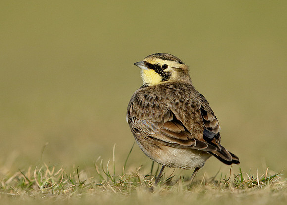 Shorelark Eremophila alpestris