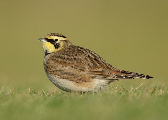 Shorelark Eremophila alpestris