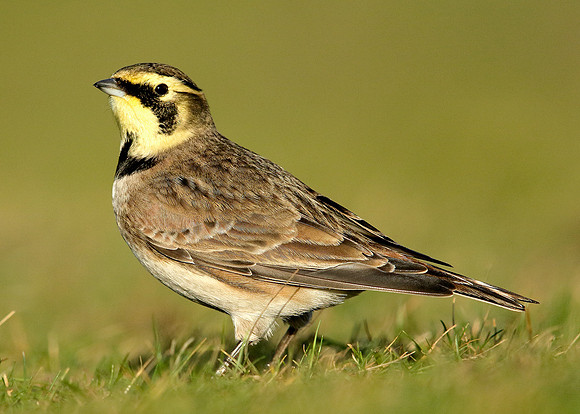Shorelark Eremophila alpestris