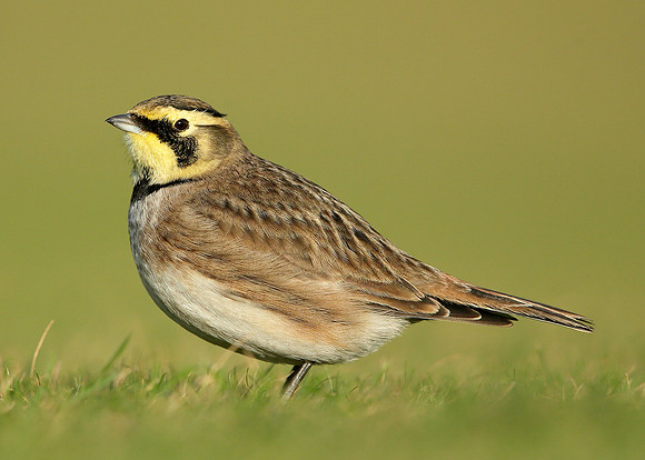 Shorelark Eremophila alpestris