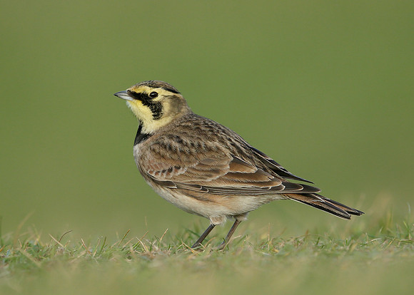Shorelark Eremophila alpestris