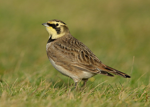 Shorelark Eremophila alpestris