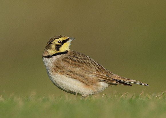 Shorelark Eremophila alpestris