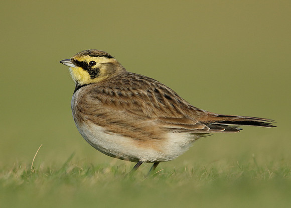 Shorelark Eremophila alpestris