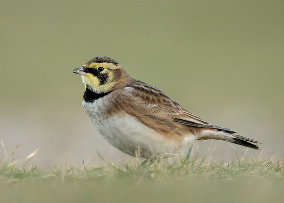 Shorelark Eremophila alpestris