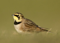 Shorelark Eremophila alpestris