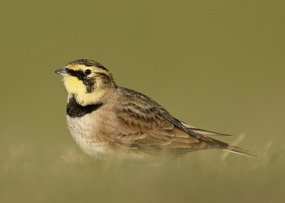 Shorelark Eremophila alpestris