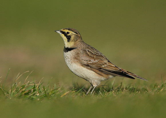 Shorelark Eremophila alpestris