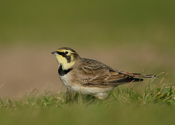 Shorelark Eremophila alpestris