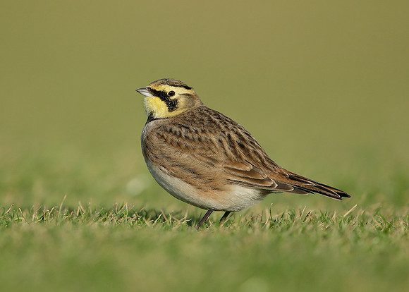 Shorelark Eremophila alpestris