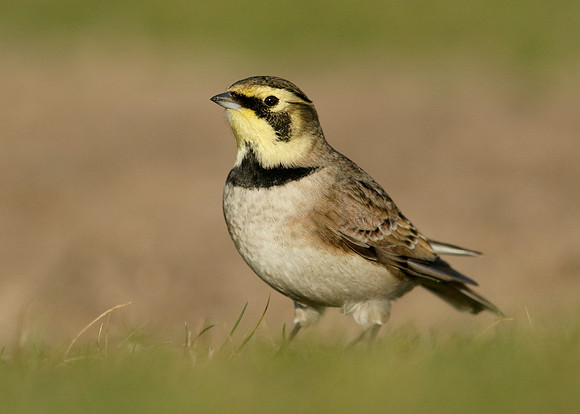 Shorelark Eremophila alpestris