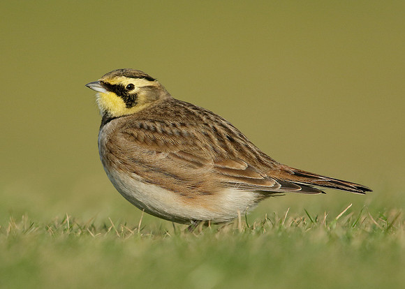 Shorelark Eremophila alpestris