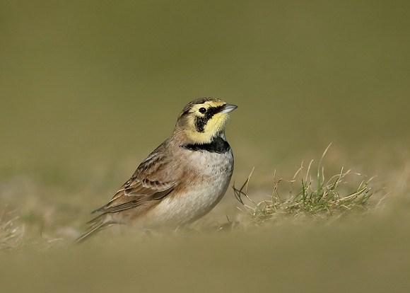 Shorelark Eremophila alpestris