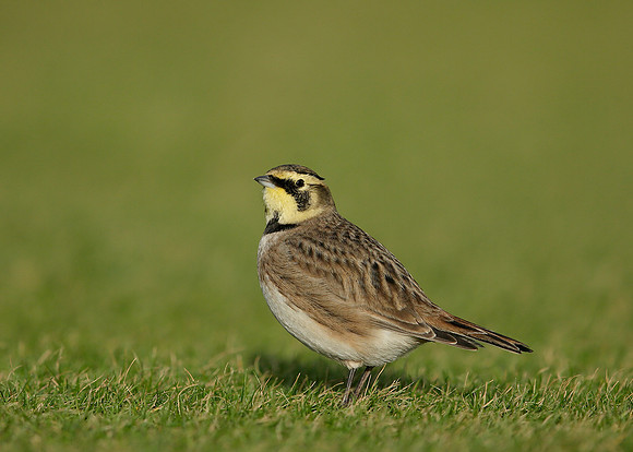 Shorelark Eremophila alpestris