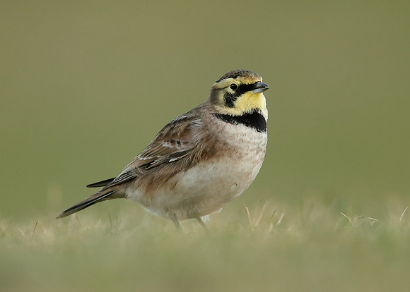 Shorelark Eremophila alpestris