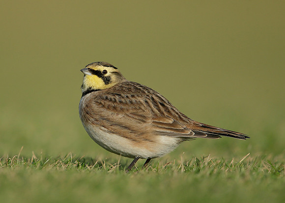 Shorelark Eremophila alpestris