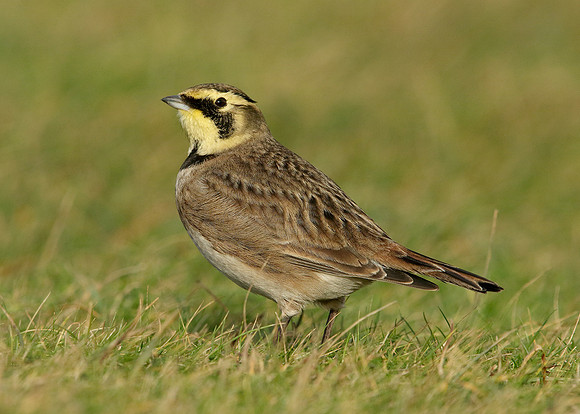 Shorelark Eremophila alpestris