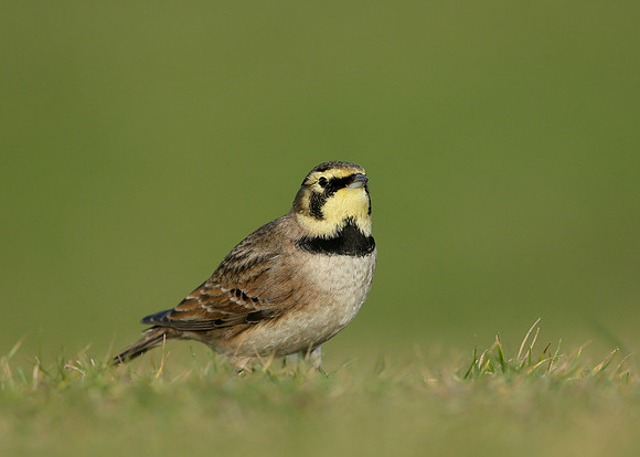 Shorelark Eremophila alpestris