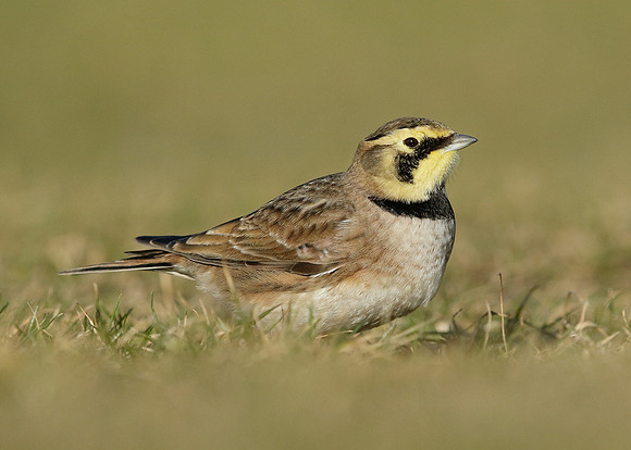 Shorelark Eremophila alpestris