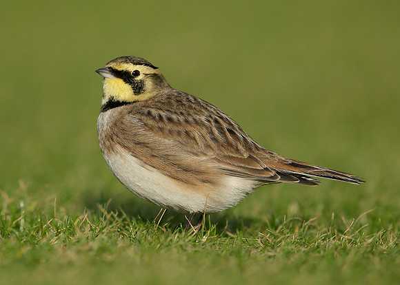 Shorelark Eremophila alpestris
