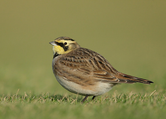 Shorelark Eremophila alpestris