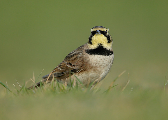 Shorelark Eremophila alpestris