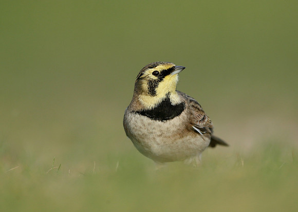Shorelark Eremophila alpestris