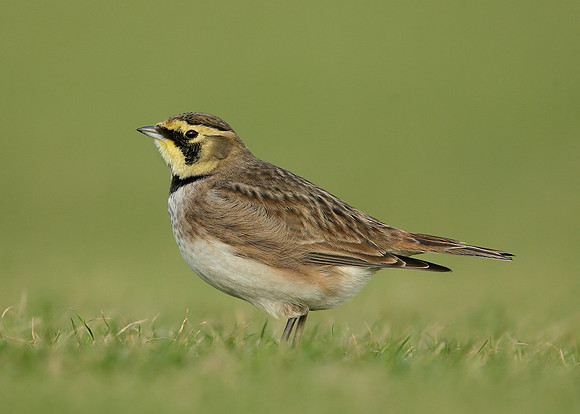 Shorelark Eremophila alpestris