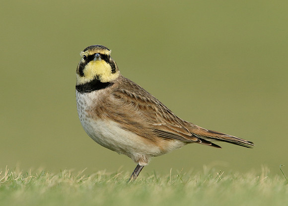 Shorelark Eremophila alpestris