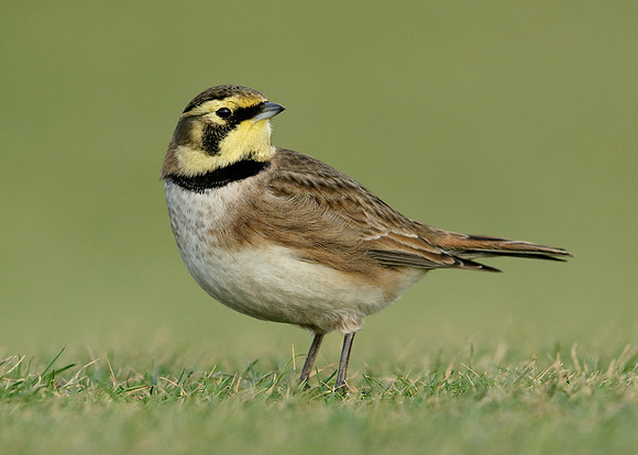 Shorelark Eremophila alpestris