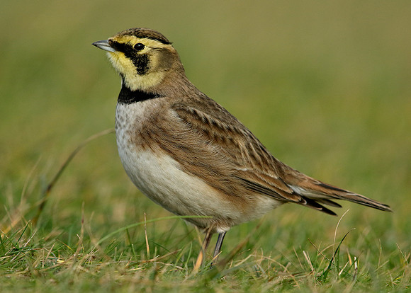 Shorelark Eremophila alpestris