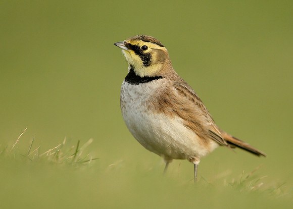 Shorelark Eremophila alpestris