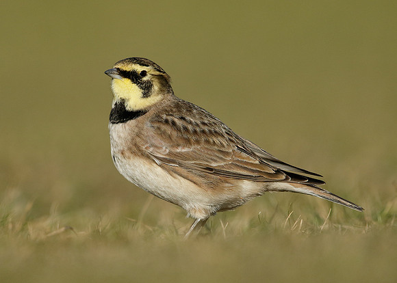 Shorelark Eremophila alpestris