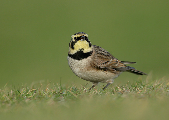 Shorelark Eremophila alpestris