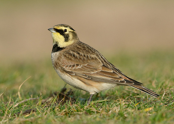 Shorelark Eremophila alpestris