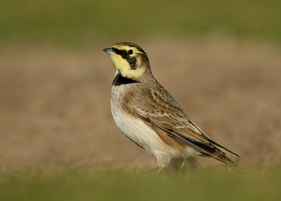 Shorelark Eremophila alpestris