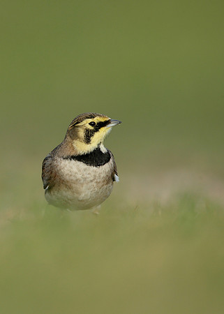 Shorelark Eremophila alpestris